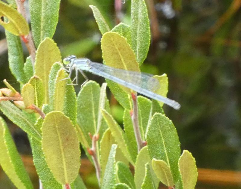 Photo of Eastern Forktail
