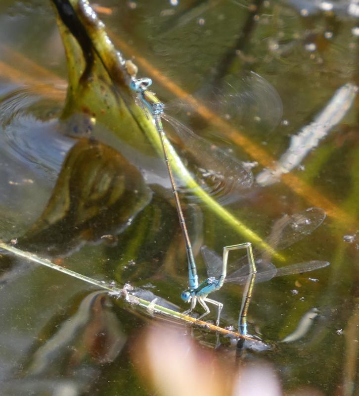 Photo of Sedge Sprite