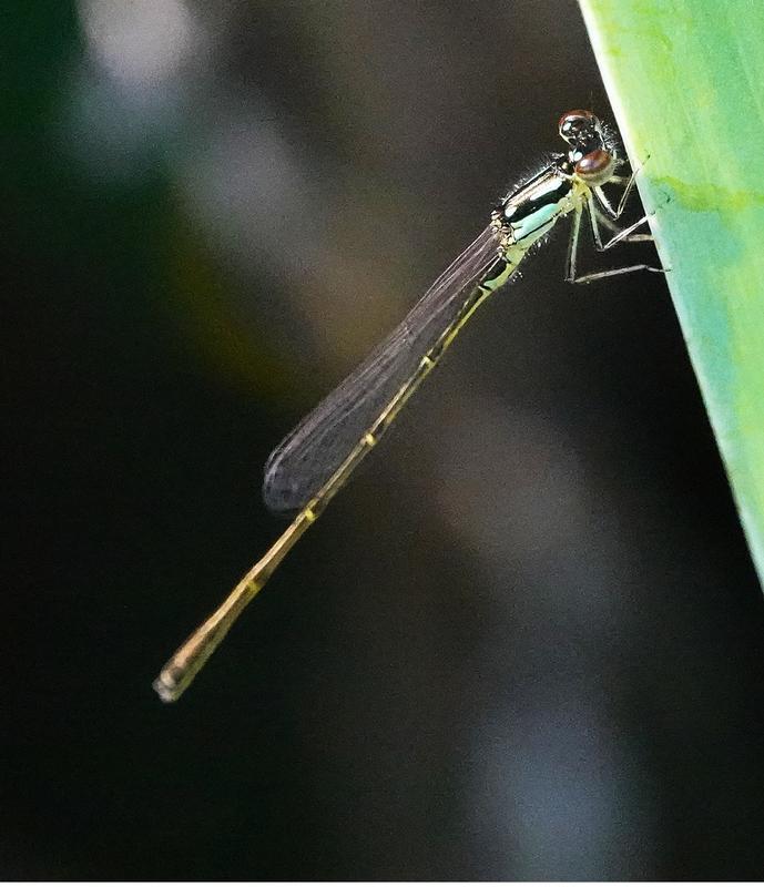 Photo of Fragile Forktail