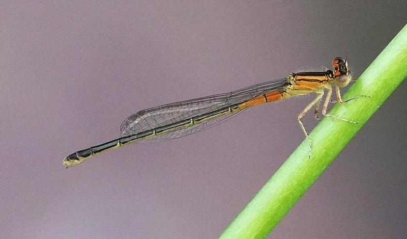 Photo of Eastern Forktail