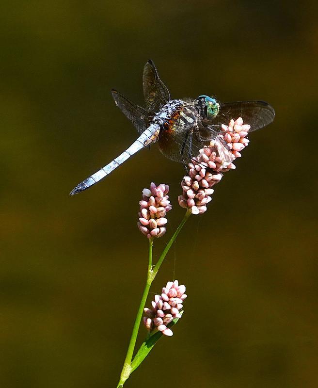 Photo of Blue Dasher