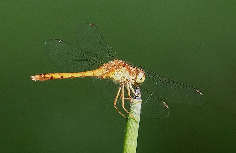 Photo of Autumn Meadowhawk