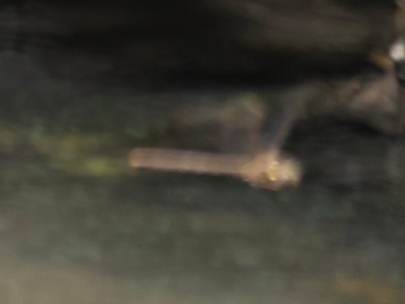 Photo of Fawn Darner