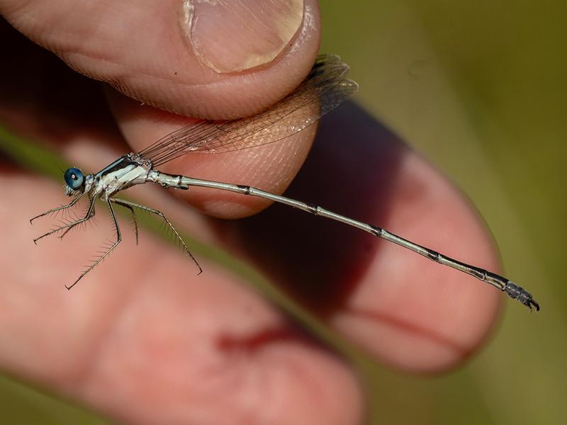 Photo of Slender Spreadwing