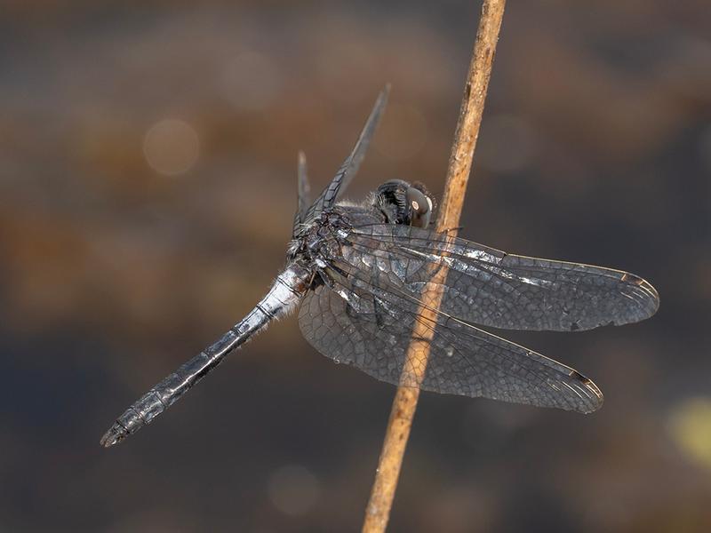 Photo of Frosted Whiteface