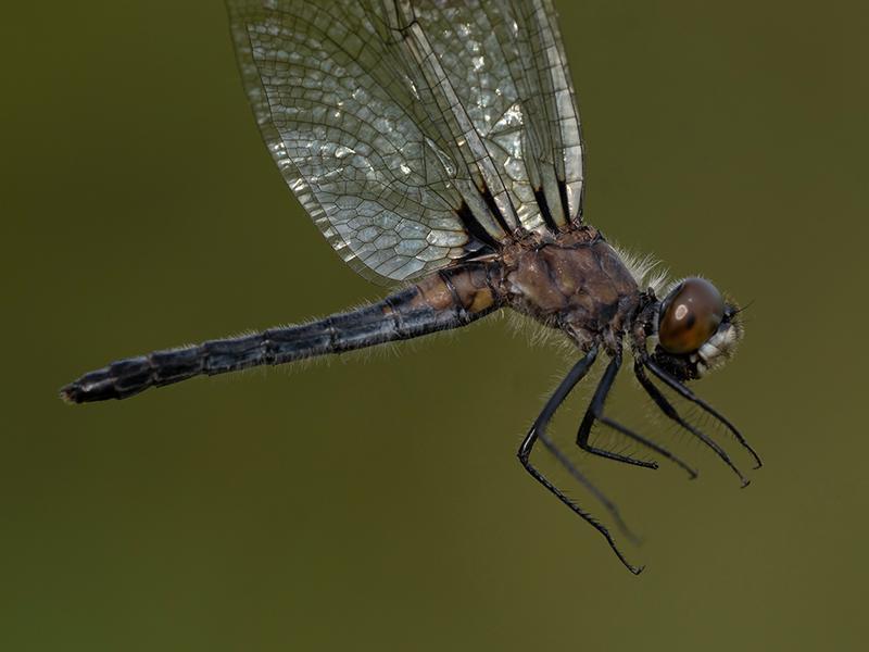 Photo of Frosted Whiteface