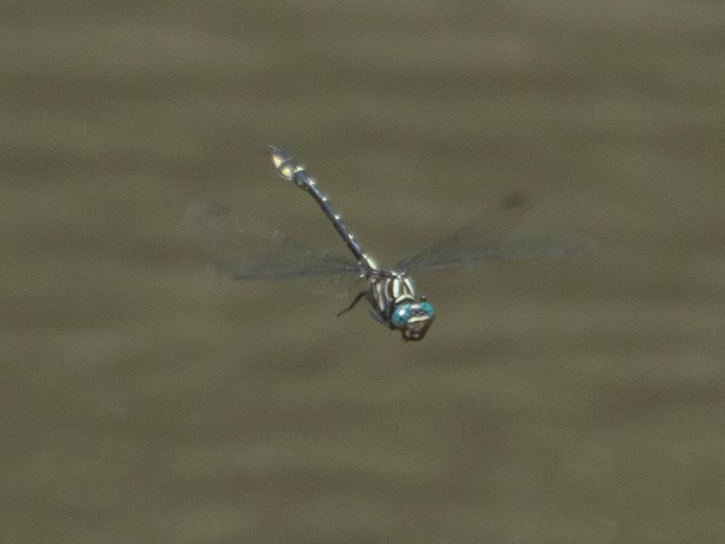 Photo of Elusive Clubtail