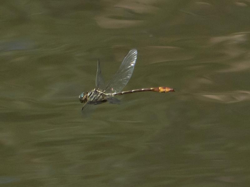 Photo of Russet-tipped Clubtail