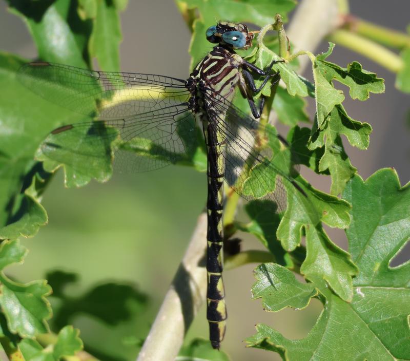 Photo of Elusive Clubtail