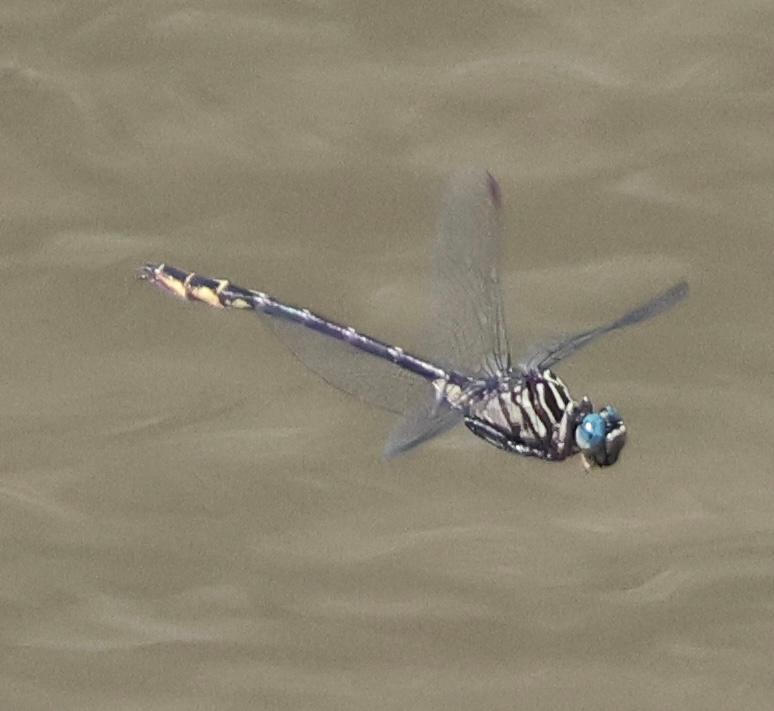 Photo of Elusive Clubtail