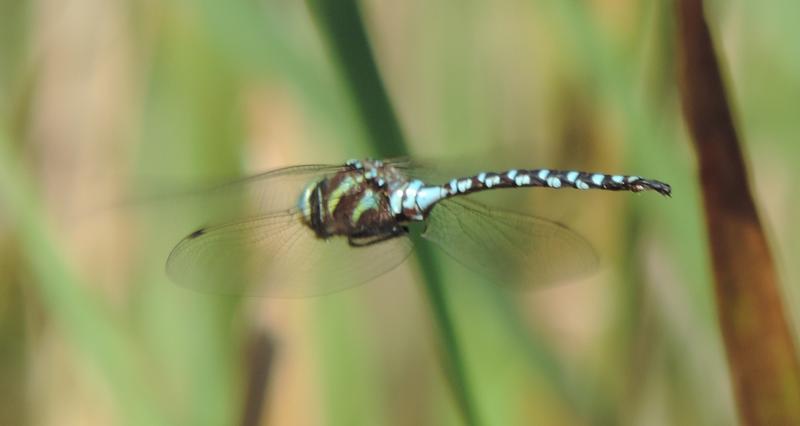 Photo of Lance-tipped Darner