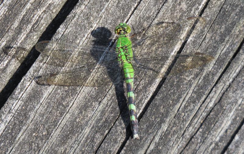 Photo of Eastern Pondhawk