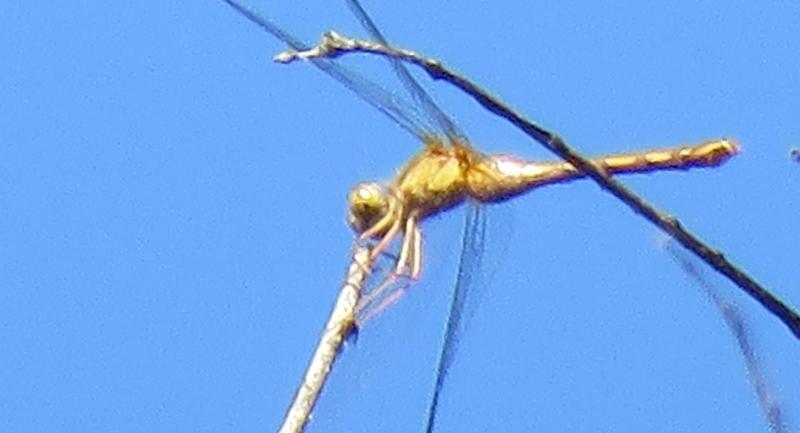Photo of Autumn Meadowhawk