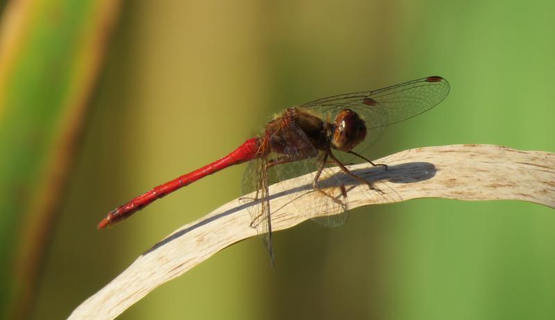 Photo of Autumn Meadowhawk