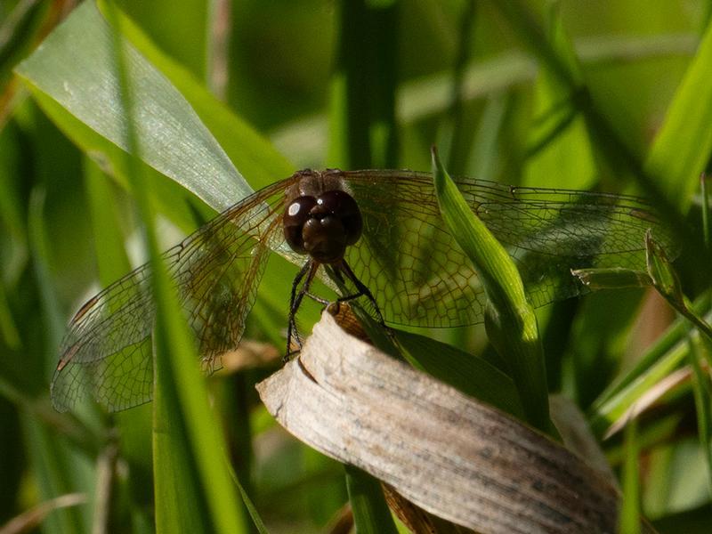 Photo of Band-winged Meadowhawk
