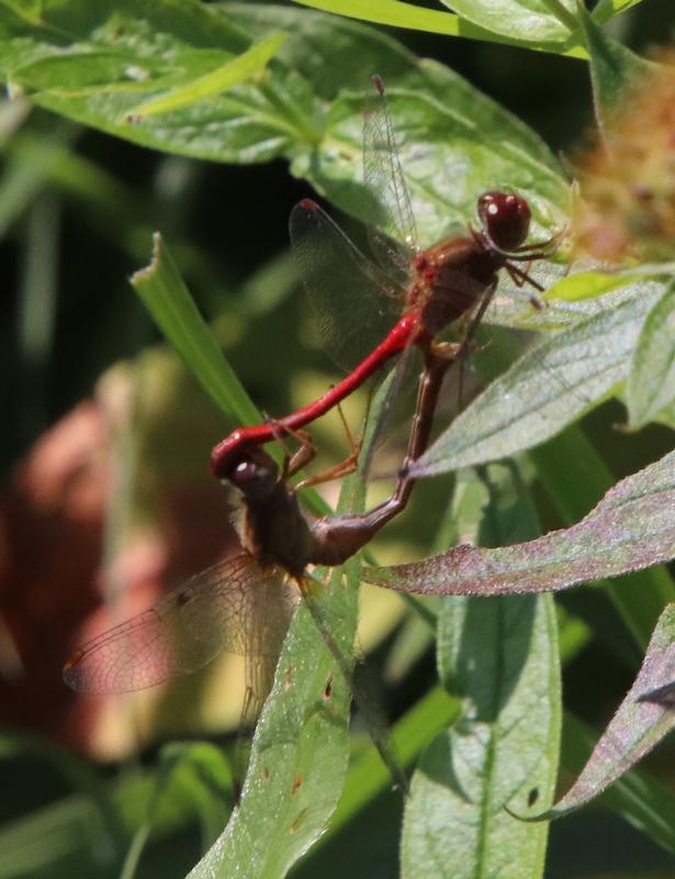 Photo of Autumn Meadowhawk