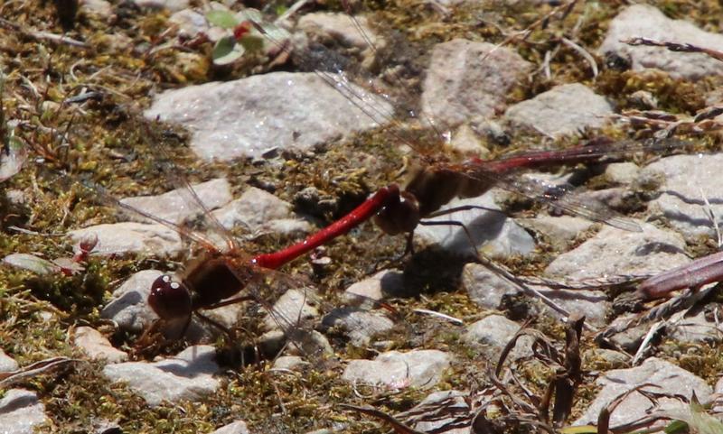 Photo of Autumn Meadowhawk