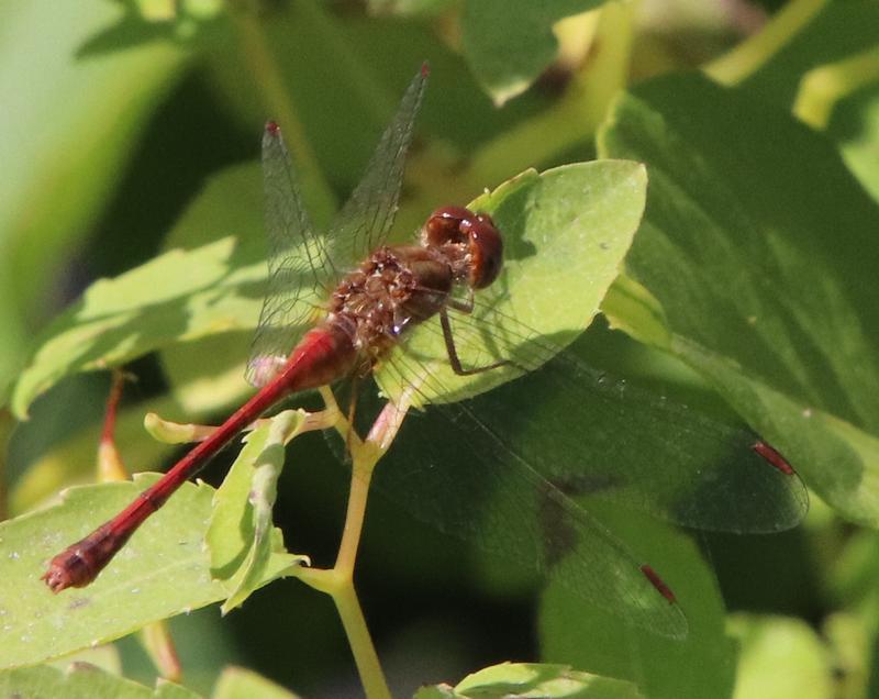 Photo of Autumn Meadowhawk