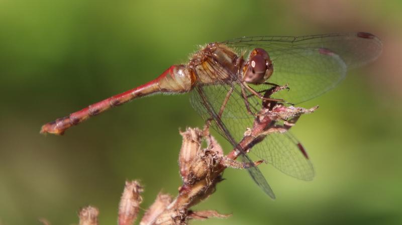 Photo of Autumn Meadowhawk