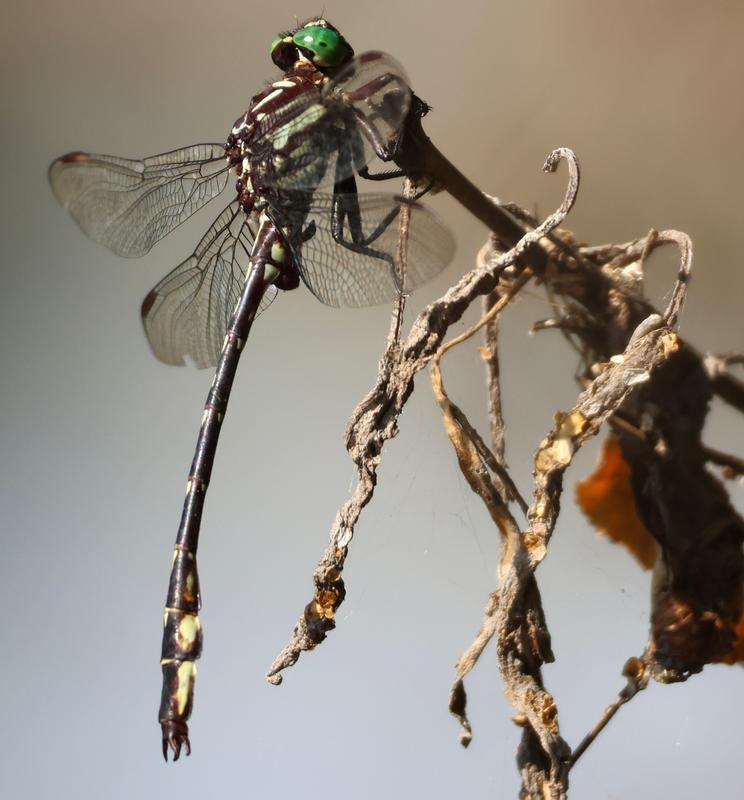 Photo of Arrow Clubtail