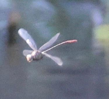Photo of Russet-tipped Clubtail