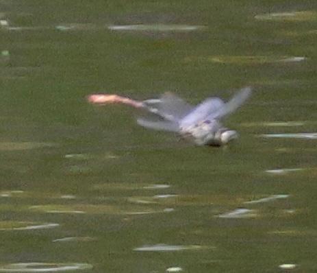Photo of Russet-tipped Clubtail