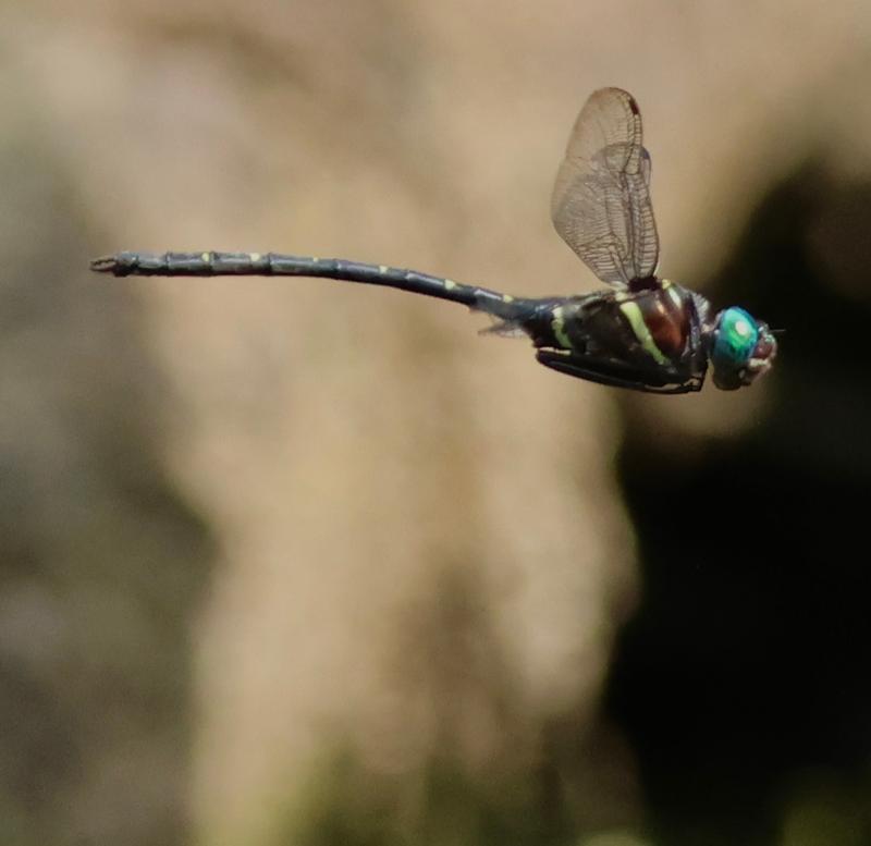 Photo of Royal River Cruiser