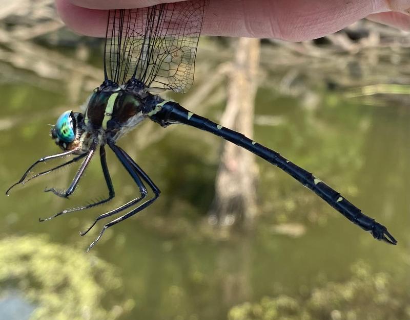 Photo of Royal River Cruiser