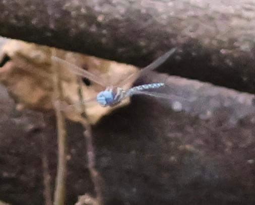 Photo of Blue-eyed Darner