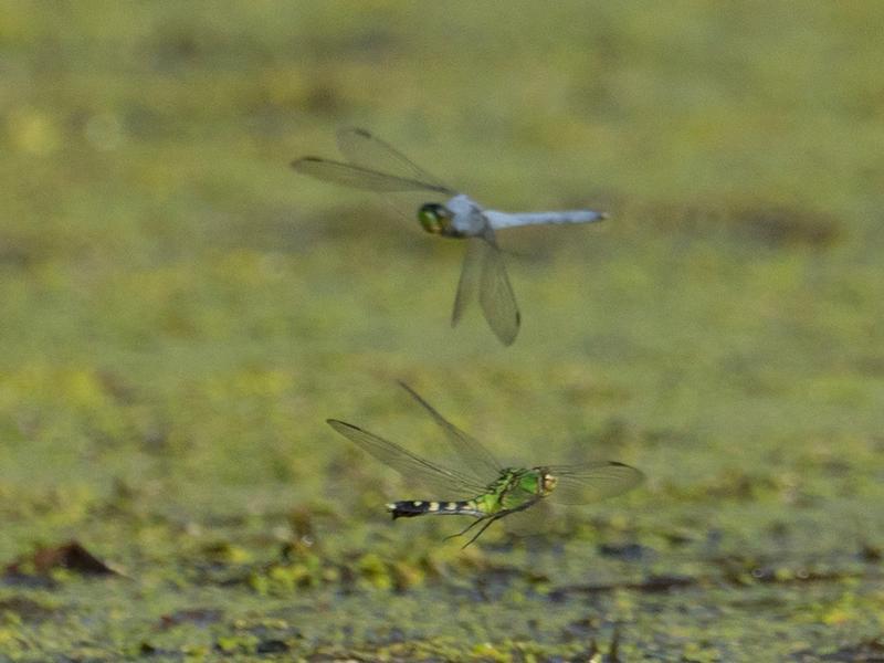 Photo of Eastern Pondhawk