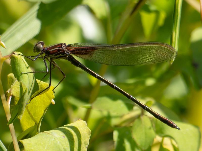 Photo of American Rubyspot