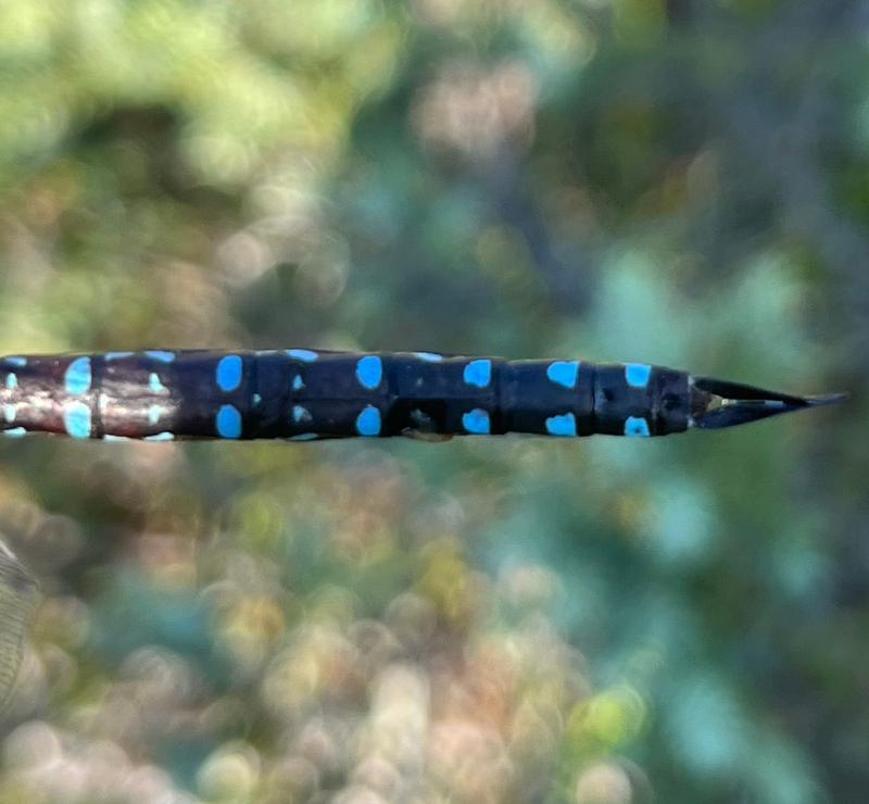 Photo of Black-tipped Darner
