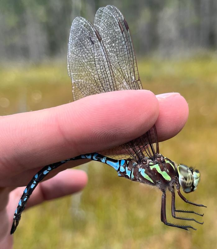 Photo of Green-striped Darner