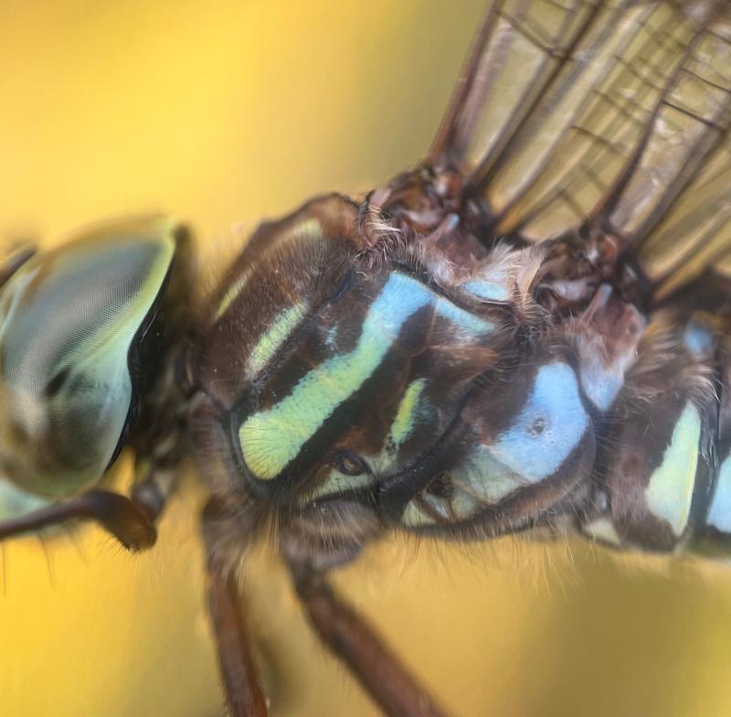 Photo of Subarctic Darner