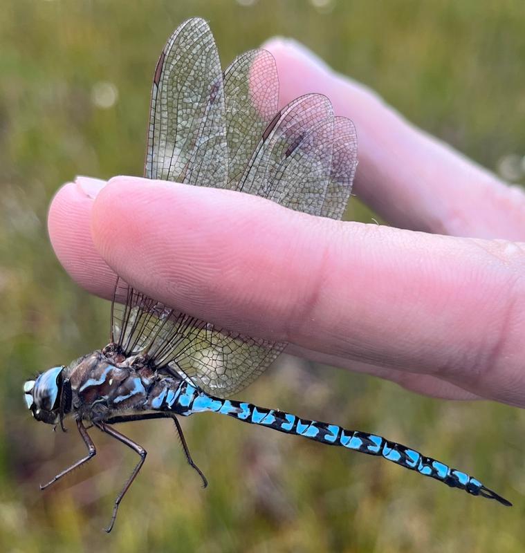 Photo of Zigzag Darner