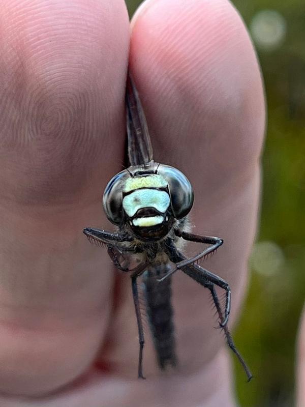 Photo of Zigzag Darner