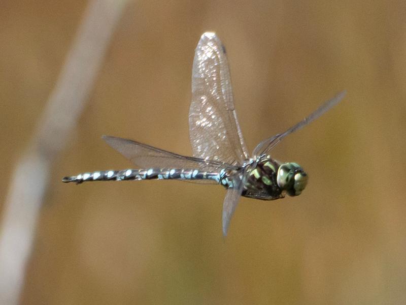 Photo of Green-striped Darner