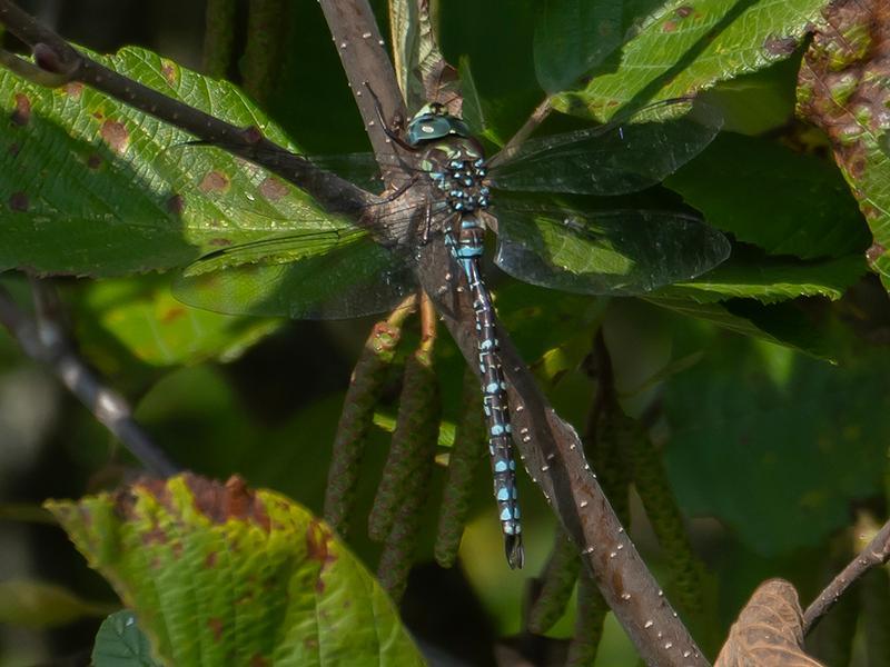 Photo of Canada Darner