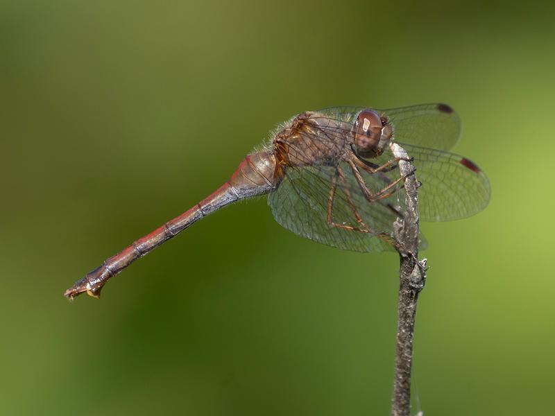 Photo of Autumn Meadowhawk