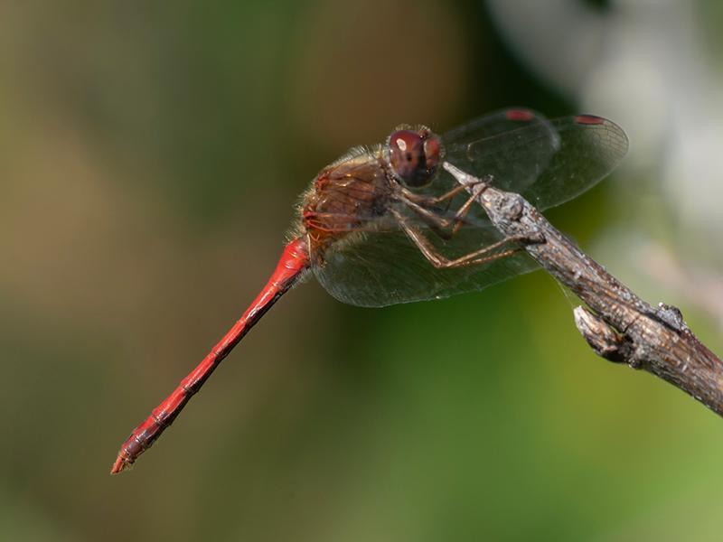 Photo of Autumn Meadowhawk