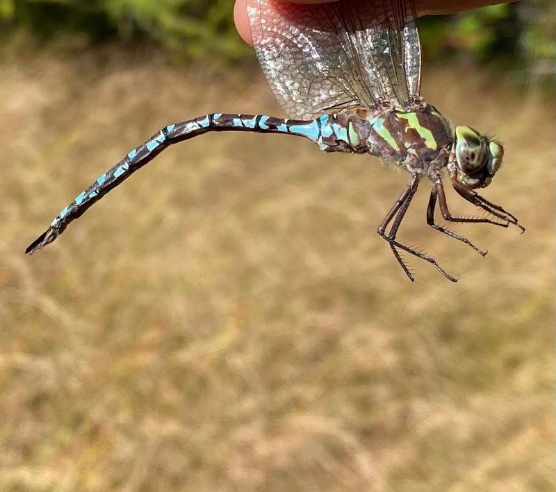 Photo of Green-striped Darner