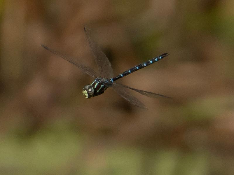 Photo of Black-tipped Darner