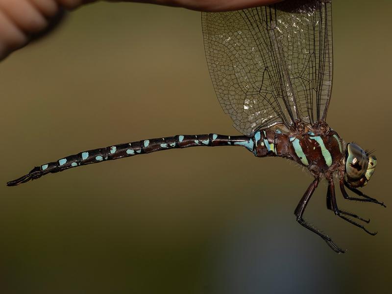 Photo of Black-tipped Darner