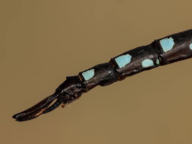 Photo of Black-tipped Darner
