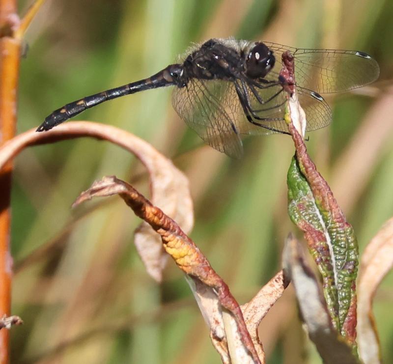 Photo of Black Meadowhawk