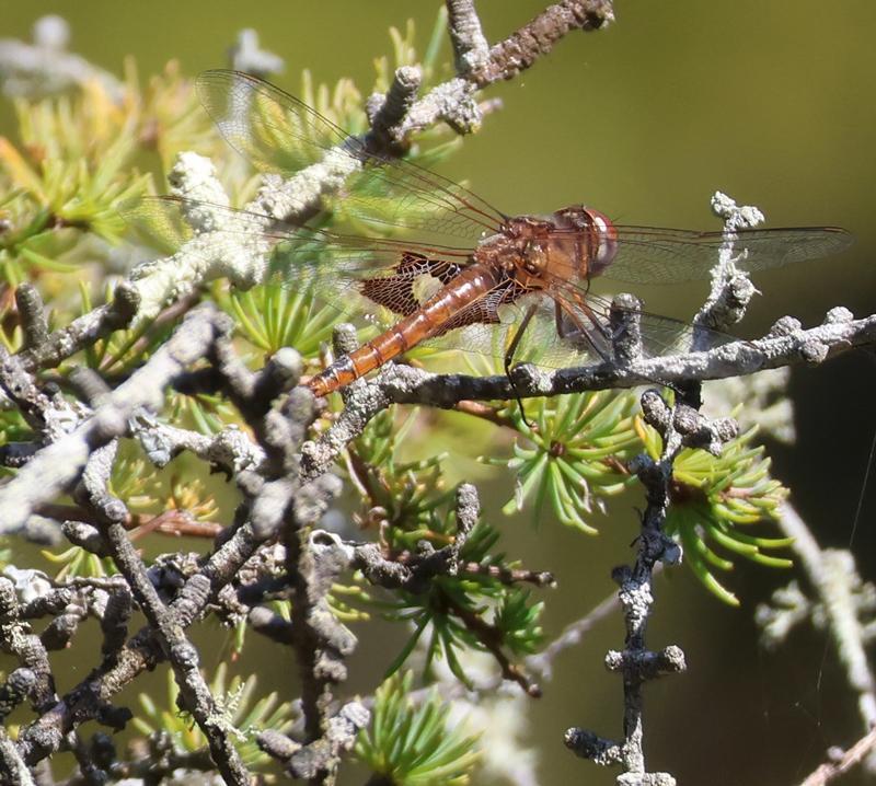 Photo of Red Saddlebags