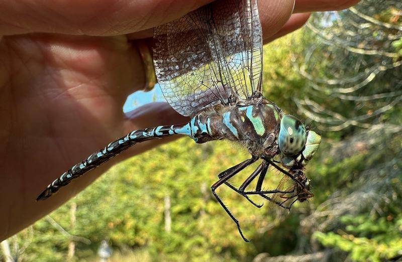 Photo of Canada Darner