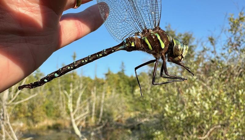 Photo of Shadow Darner