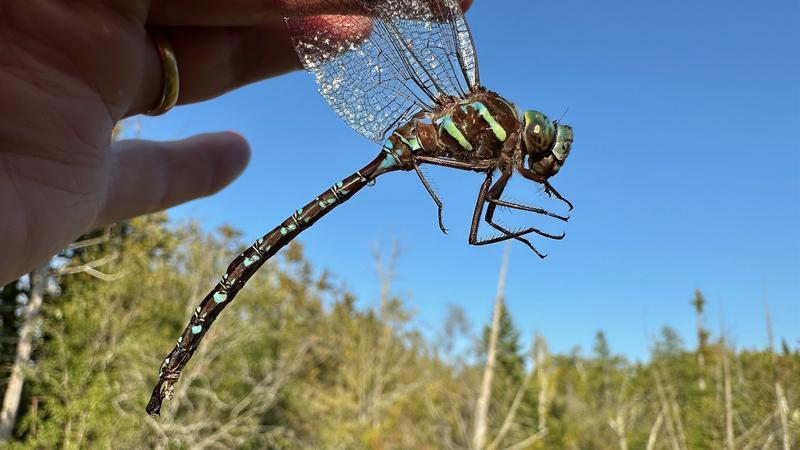 Photo of Shadow Darner