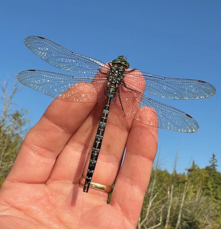 Photo of Shadow Darner